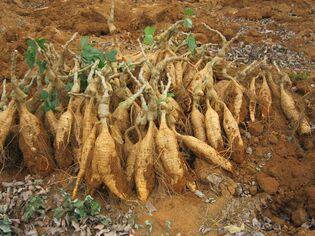 Kudzu šaknis